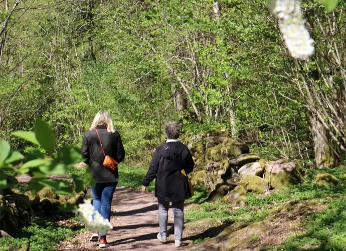 Två personer promenerar på en stig i en grönskande lövskog.