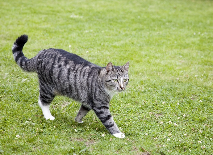 En grårandig katt går på en gräsmatta