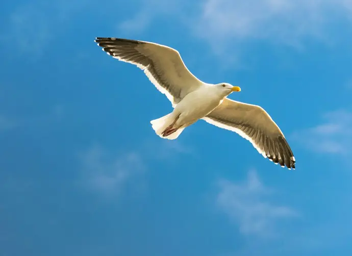 En fiskmås flyger med blå himmel i bakgrunden.
