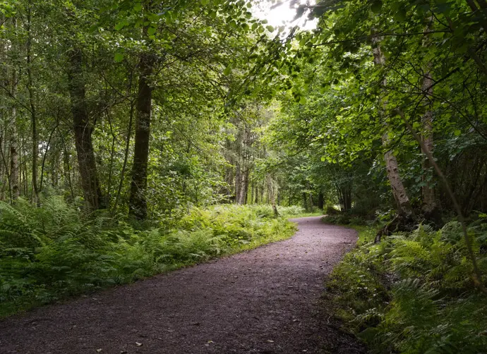 En grusväg i Mölndal slingrar sig genom ett skogsområde. Ett lätt sken lyser genom trädkronorna.