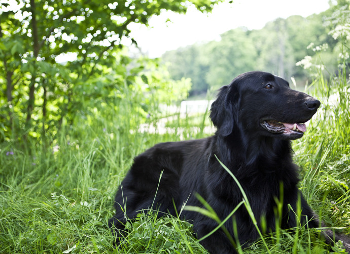 En stor svart hund som ligger i gräset.
