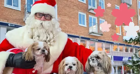En man klädd som jultomte håller tre hundar.